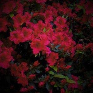 AZALEA RUFFLES - Advanced Nursery Growers