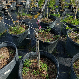 EASTERN REDBUD TREE NATIVE - Advanced Nursery Growers