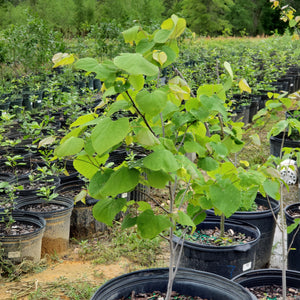 EASTERN REDBUD TREE NATIVE - Advanced Nursery Growers