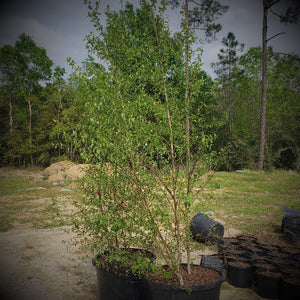 RIVER BIRCH