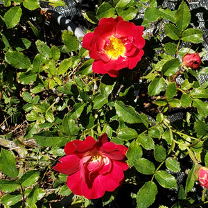 DRIFT ROSE several colors - Advanced Nursery Growers