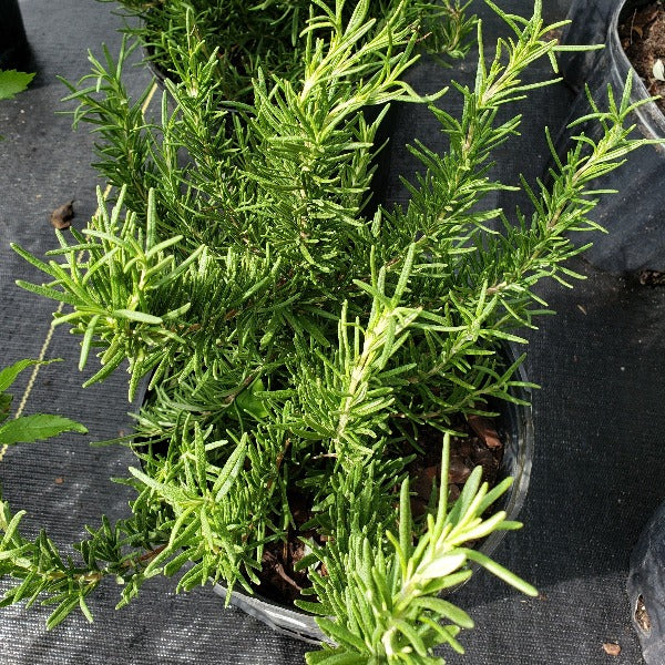 HERB - ROSEMARY - Advanced Nursery Growers