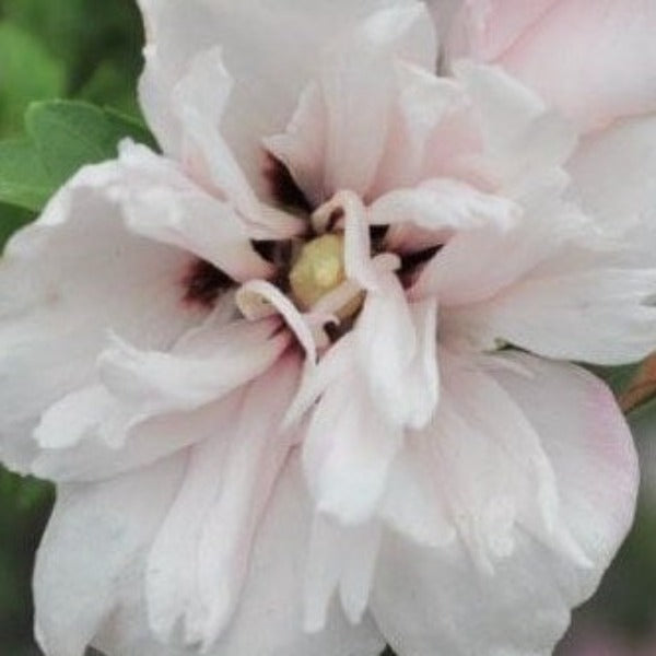 ROSE OF SHARON Paeonyflorus - Advanced Nursery Growers