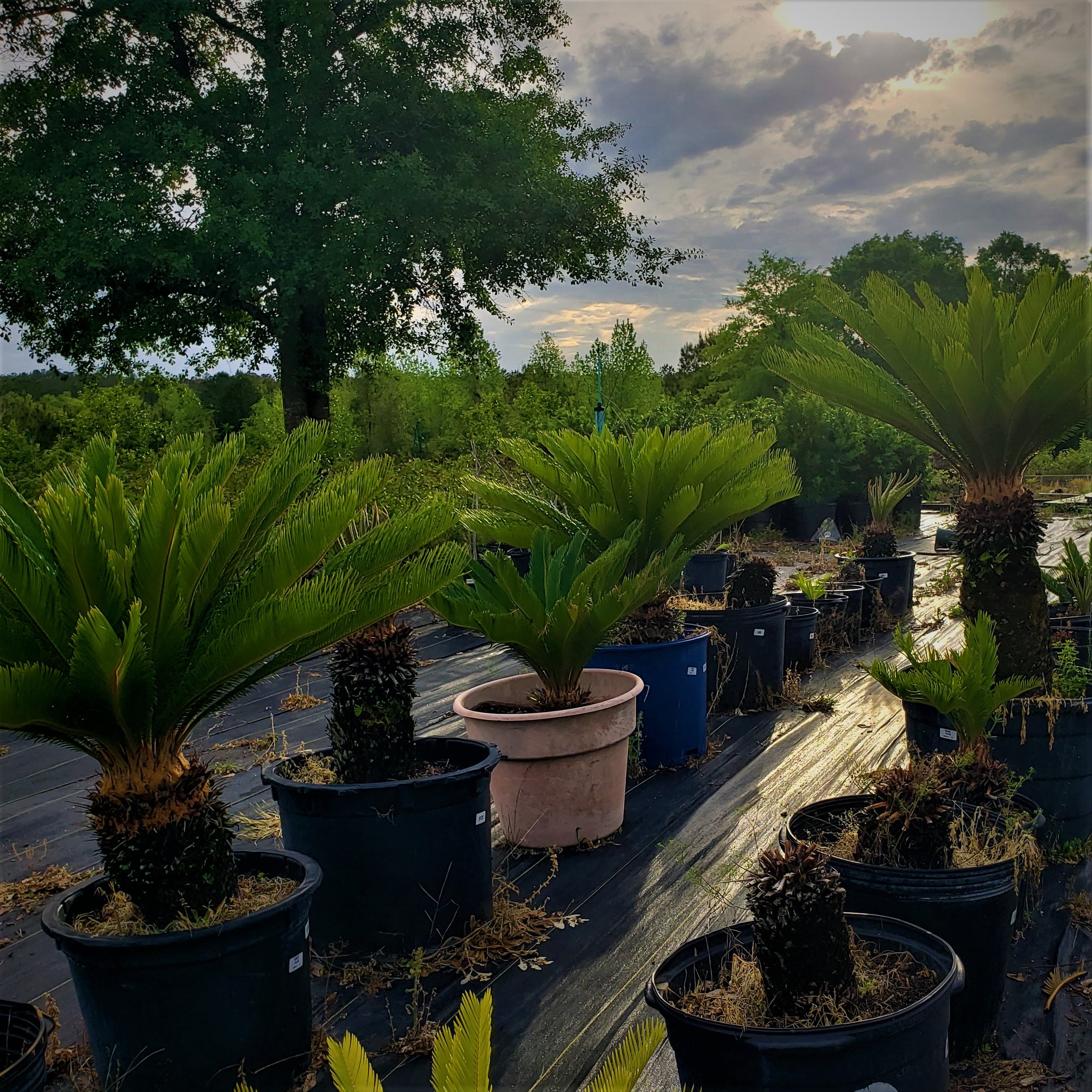 sago palm plants for sale Advanced Nursery Growers: Elevating Expertise in the Horticultural Sector