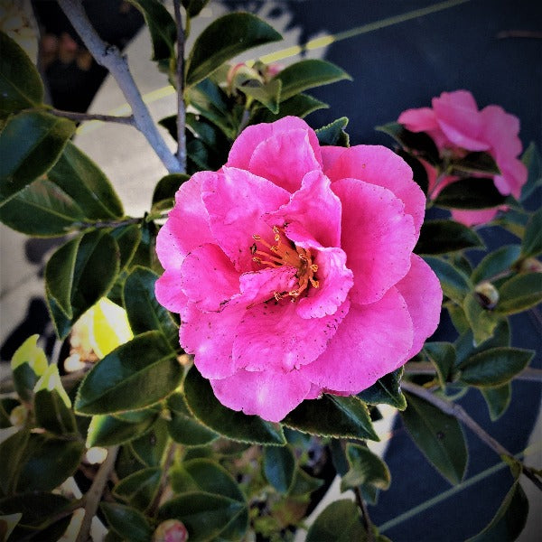 SHI SHI CAMELLIA - Advanced Nursery Growers