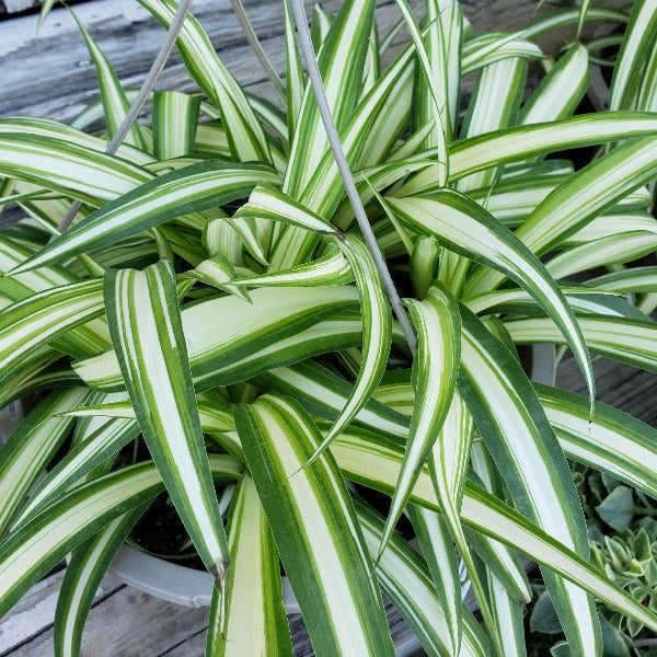 spider plant nursery Advanced Nursery Growers: Elevating Expertise in the Horticultural Sector