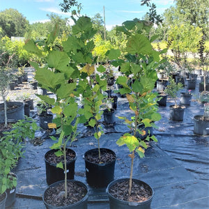 Sycamore Tree - Advanced Nursery Growers