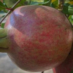 Salavatski Pomegranate tree with large red fruit for sale at Advanced Nursery Growers in DeFuniak Springs Florida