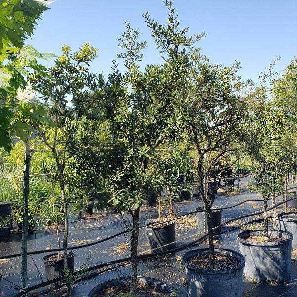 OAK - Sand Oak NATIVE - Advanced Nursery Growers