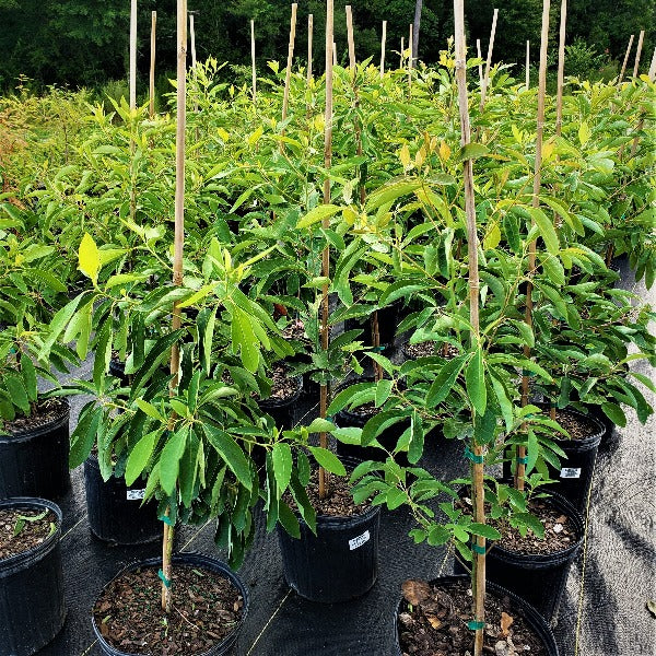 SASSAFRAS TREE NATIVE - Advanced Nursery Growers