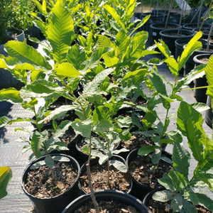 Tree-Sawtooth Oak - Advanced Nursery Growers