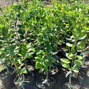 Citrus Satsumas - Advanced Nursery Growers