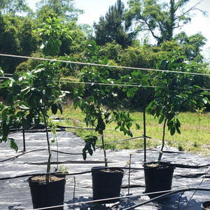 CITRUS SATSUMAS