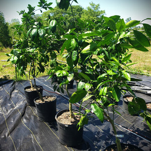 CITRUS SATSUMAS