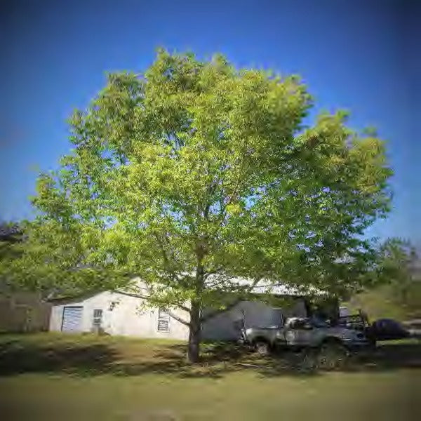 Tree-Sawtooth Oak - Advanced Nursery Growers