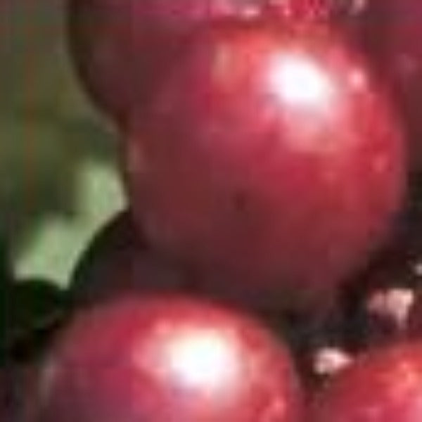 Scarlett Muscadine vine producing large red muscadines in a North Florida garden