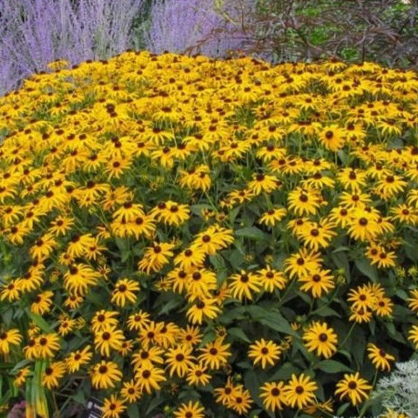 Blackeyed Susan - Advanced Nursery Growers
