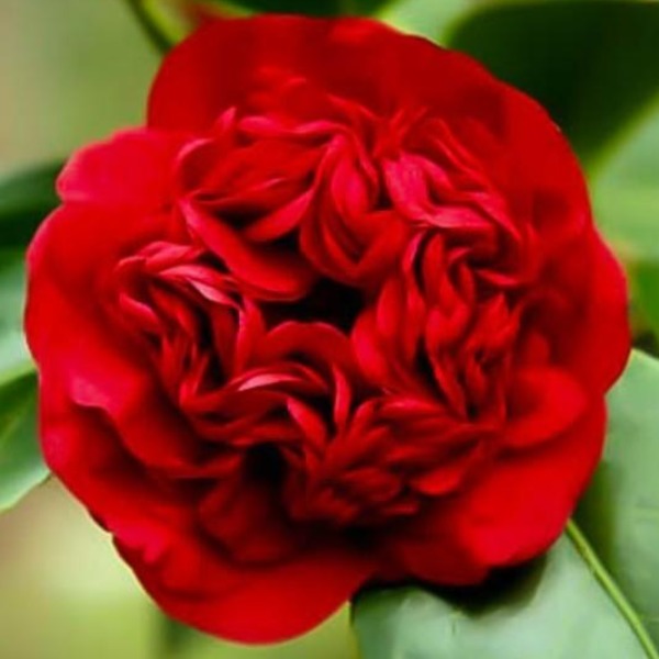 Camellia Professor Sargent - Advanced Nursery Growers