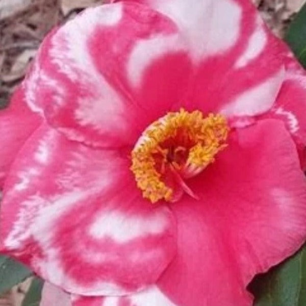 Camellia Gunsmoke Var - Advanced Nursery Growers