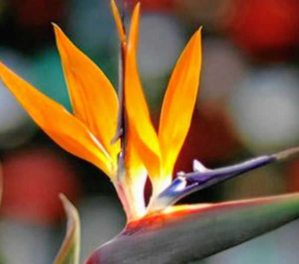 Bird of Paradise - Advanced Nursery Growers