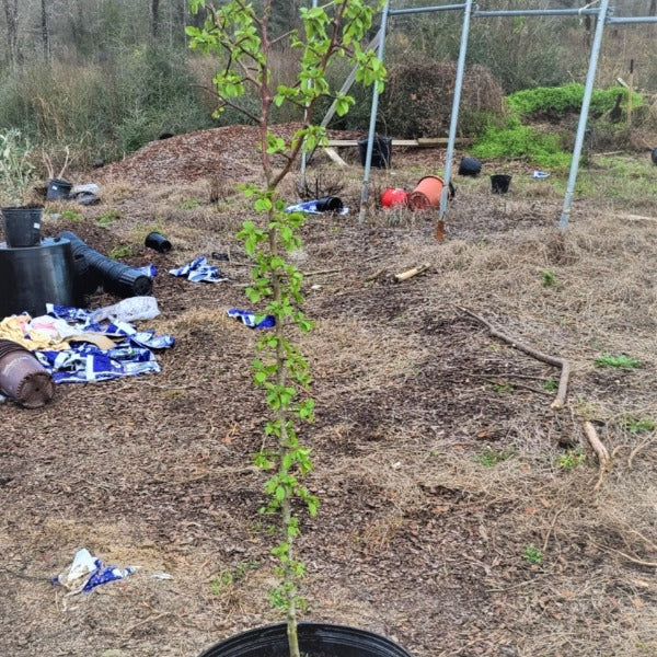 CLEVELAND FLOWERING PEAR TREE - Advanced Nursery Growers
