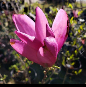 Magnolia Soulangiana - Advanced Nursery Growers