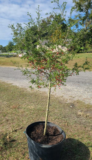 YAUPON HOLLY NATIVE - Advanced Nursery Growers