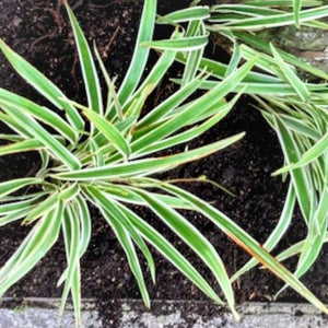 FLAX LILY - Advanced Nursery Growers