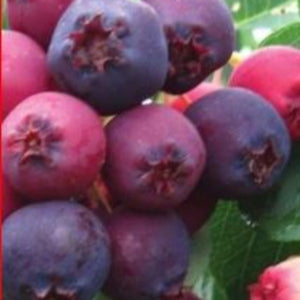 Service Berry AUTUMN BBRILLANCE - Advanced Nursery Growers