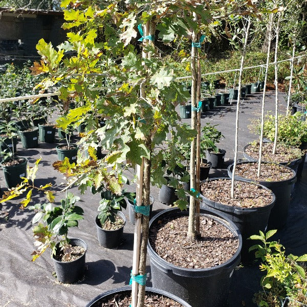 Tree-Oaks 'Shumard Red Oak' quercus shumardil - Advanced Nursery Growers
