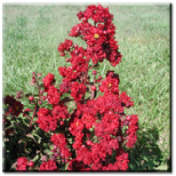CM-Siren Red Crape Myrtle ( SR ) by Carl Whitcomb - Advanced Nursery Growers