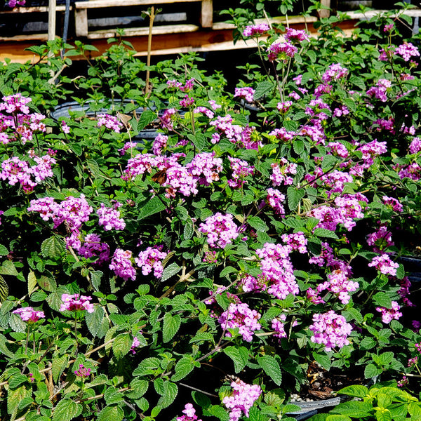 trailing lavender plant Lantana Trailing Lavender