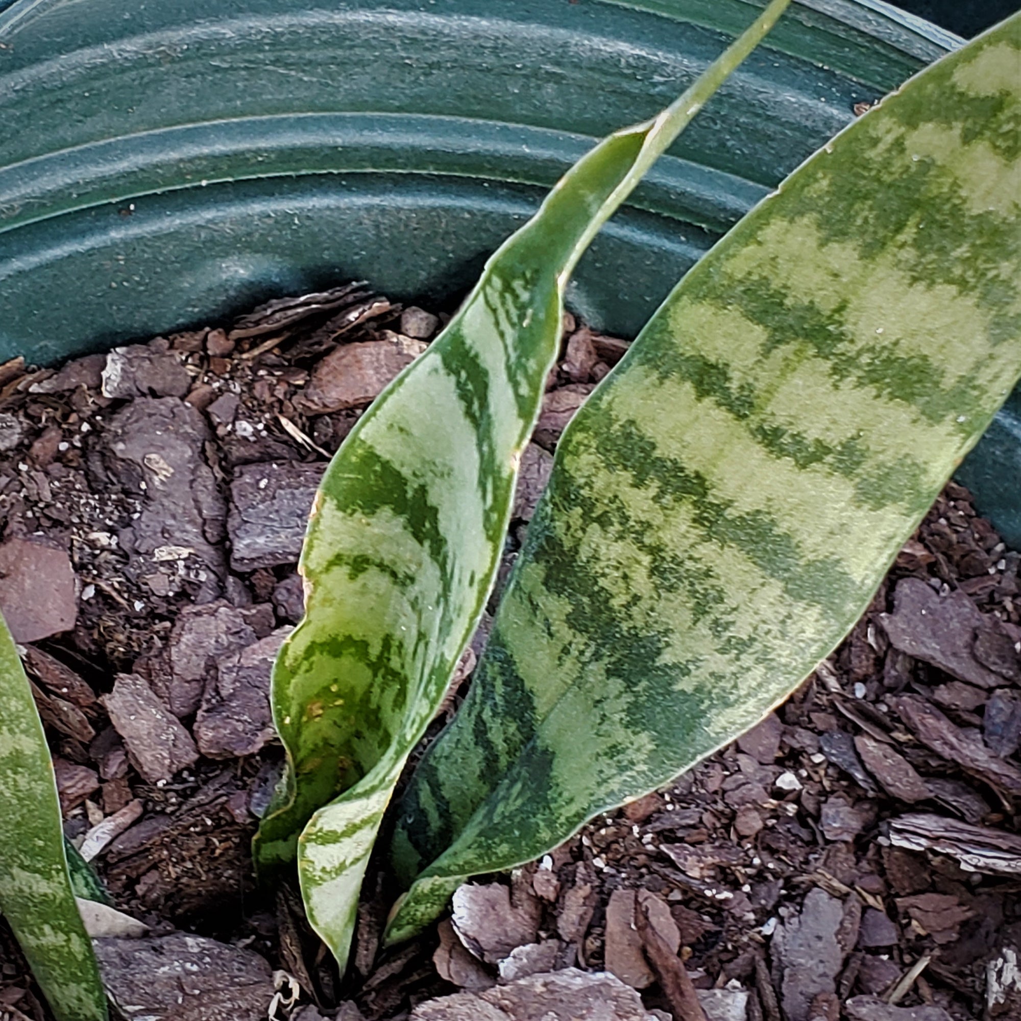 Snake Plant 'sanservieria trifasciata' - Advanced Nursery Growers