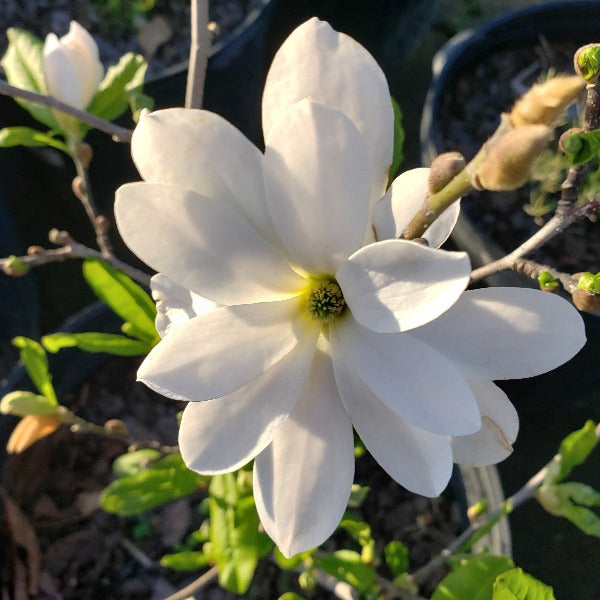 Centennial Magnolia - Advanced Nursery Growers