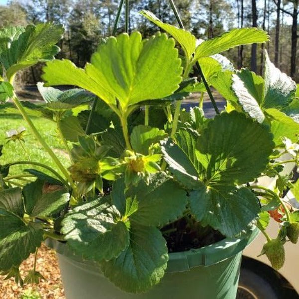 Berry-All Star Strawberries - Advanced Nursery Growers