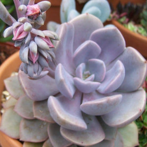 Succulents - Advanced Nursery Growers