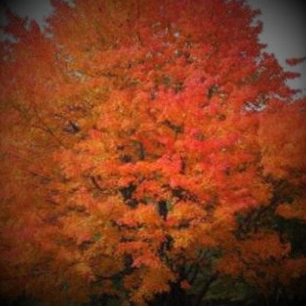 SUGAR MAPLE ( NATIVE ) - Advanced Nursery Growers