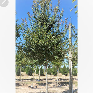 SUMMER RED MAPLE - Advanced Nursery Growers