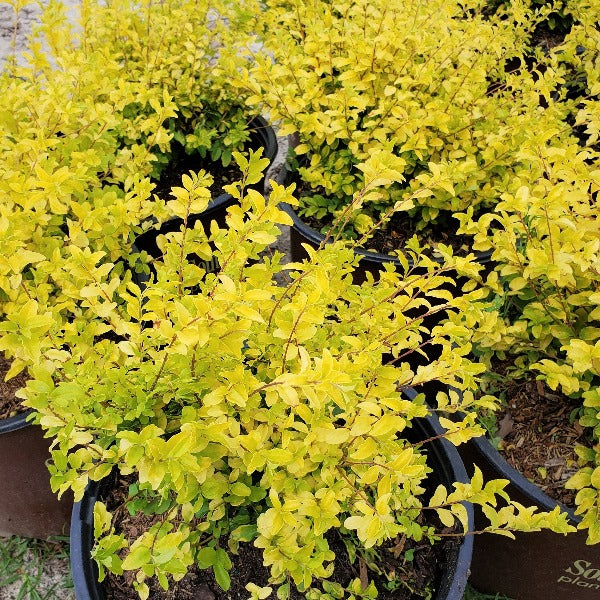 SUNSHINE LIGUSTROM - Advanced Nursery Growers