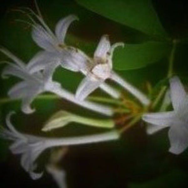 Hammocksweet Azalea - Advanced Nursery Growers