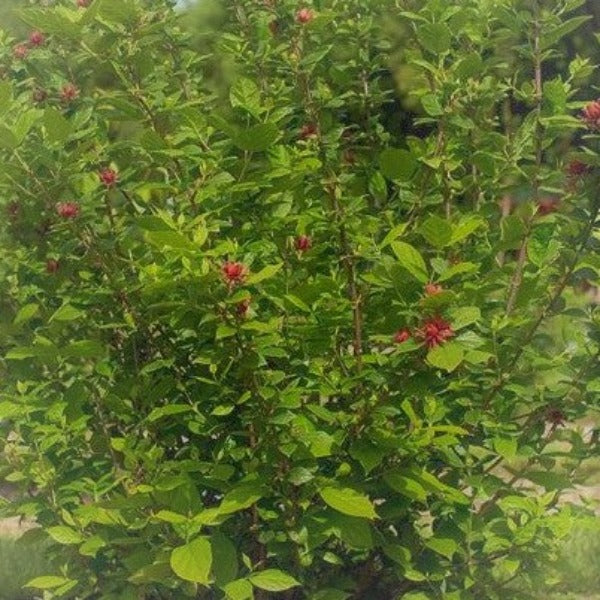 Sweetshrub - Advanced Nursery Growers