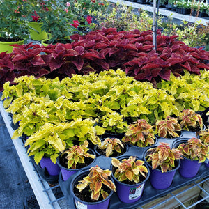 NURSERY PICTURES - Advanced Nursery Growers