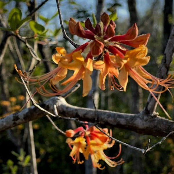 Yellow-orange flowers on Taylor Maid native azalea