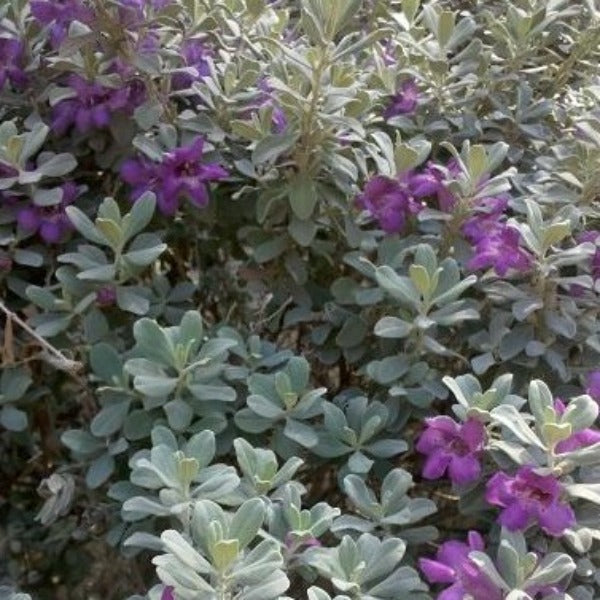 Texas Sage - Advanced Nursery Growers