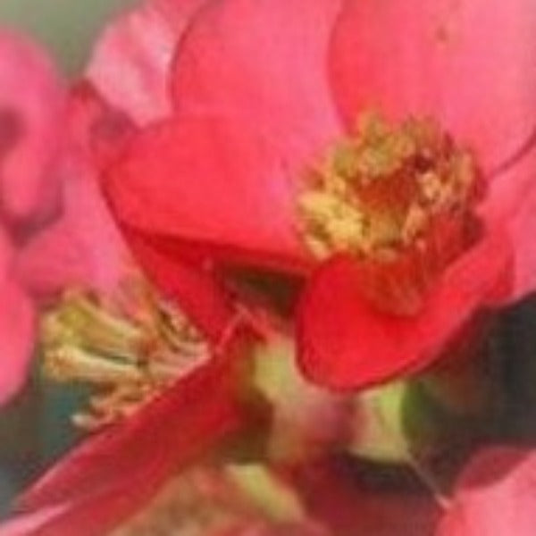 Texas Scarlet Flowering Quince - Advanced Nursery Growers