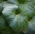 Tractor Seat Plant Farfugium japonicum with large glossy green leaves for shaded North Florida landscapes