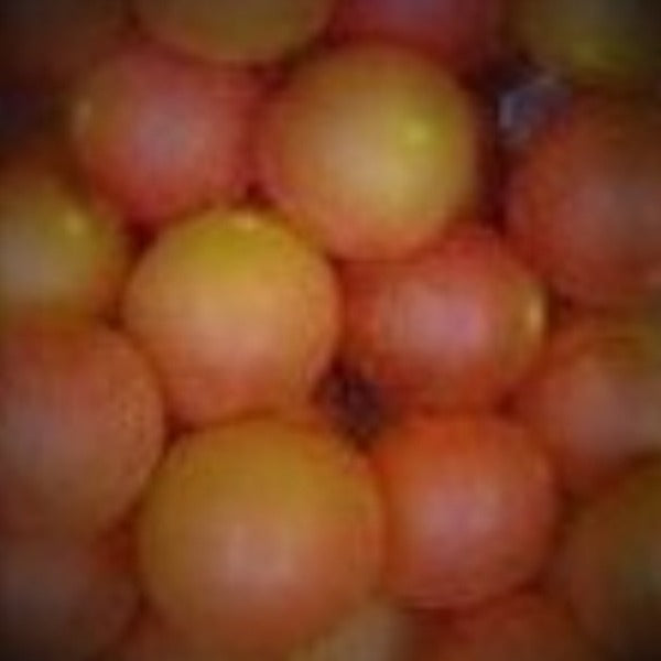 Triumph self-fertile muscadine vine producing sweet pink-bronze fruit in North Florida