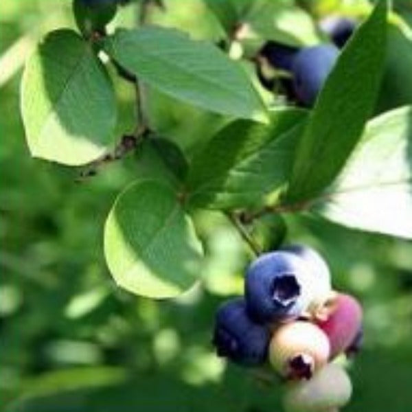 BLUEBERRY Ericaceae Vaccinium - Advanced Nursery Growers