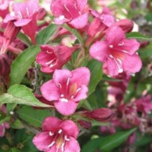 WEIGELA Vanicek - Advanced Nursery Growers