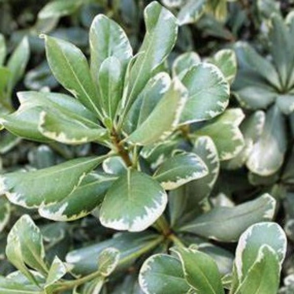 Variegated Pittosporum with glossy green leaves and creamy white edges at Advanced Nursery Growers in DeFuniak Springs Florida